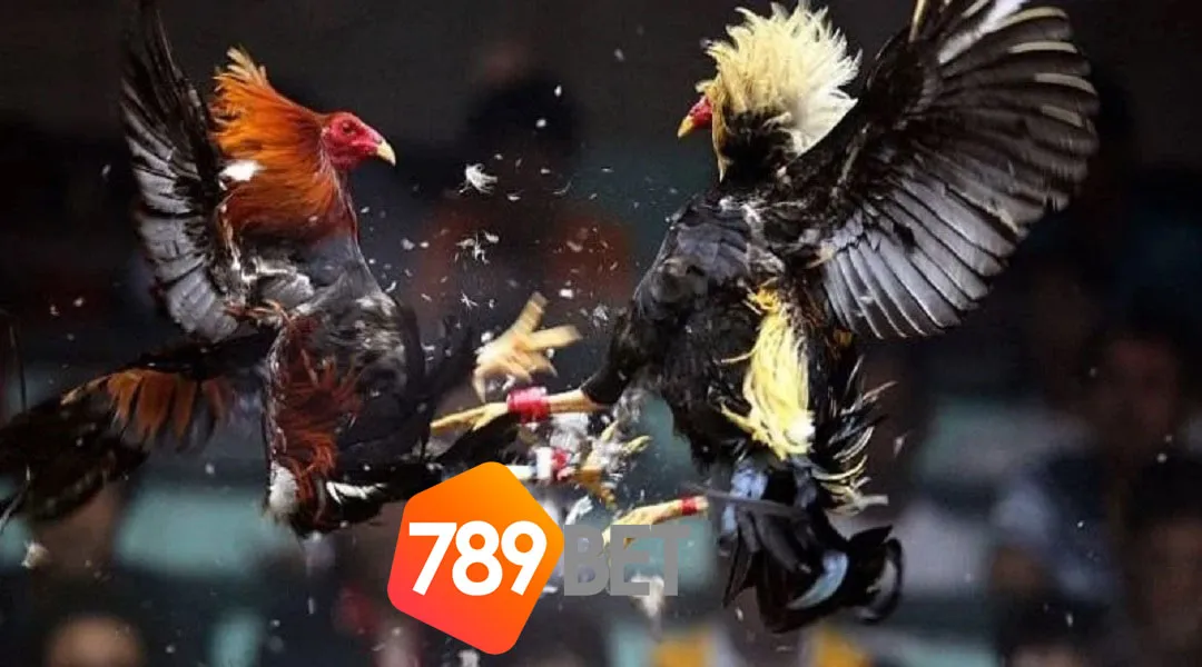 Khái niệm chọi gà đá gà C3 tại 789BET